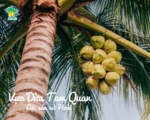 Dừa Tam Quan - Đặc Sản Xứ Hoài