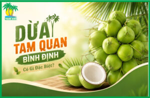 ĐIỀU GÌ TẠO NÊN SỰ KHÁC BIỆT CỦA DỪA TAM QUAN BÌNH ĐỊNH?
