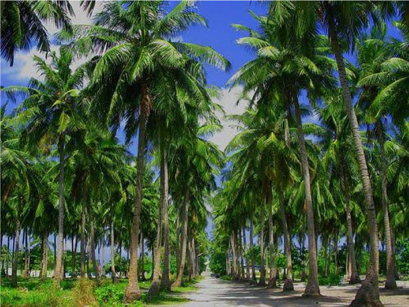 Dừa Tam Quan Bình Định Có Gì Đặc Biệt?